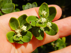 Phylica buxifolia