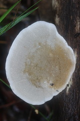 Funalia