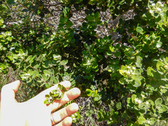 Phylica buxifolia