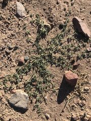 Seetzenia orientalis