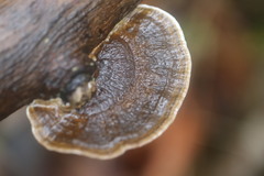 Funalia