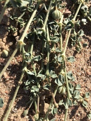 Seetzenia orientalis