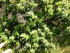 Phylica buxifolia