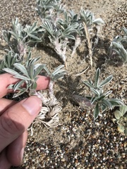 Lupinus tidestromii
