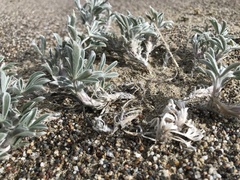Lupinus tidestromii