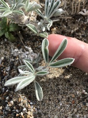 Lupinus tidestromii