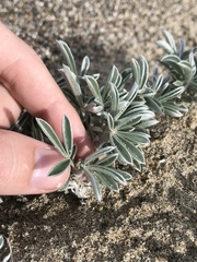 Lupinus tidestromii