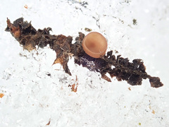 Ciboria coryli