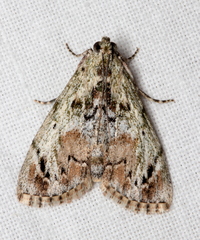 Enchesphora recurvalis