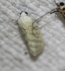 Earias paralella