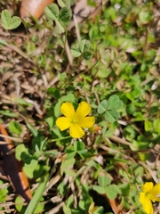 Oxalis corniculata