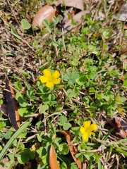 Oxalis corniculata