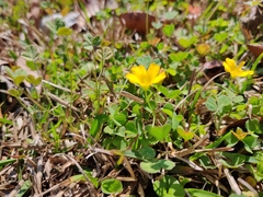Oxalis corniculata