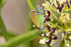 Callophrys mcfarlandi