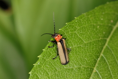 Discodon cinctum