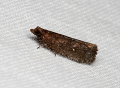 Cryptaspasma sordida
