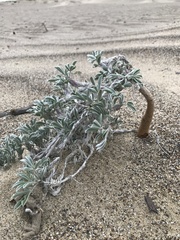 Lupinus tidestromii