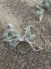 Lupinus tidestromii