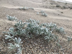 Lupinus tidestromii