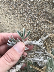 Lupinus tidestromii