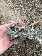 Lupinus tidestromii