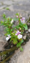 Nemesia rupicola
