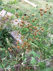 Juncus marginatus
