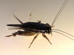 Lepidogryllus comparatus