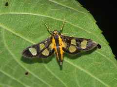 Syngamia
