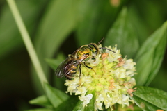Augochloropsis