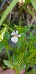 Nemesia rupicola