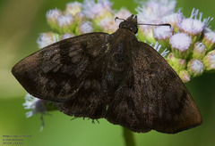 Pellicia arina