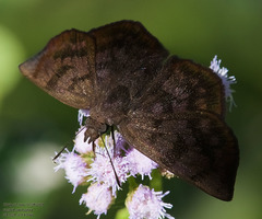 Pellicia arina