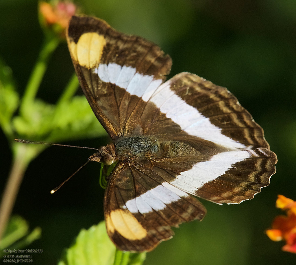 Pavon Emperor