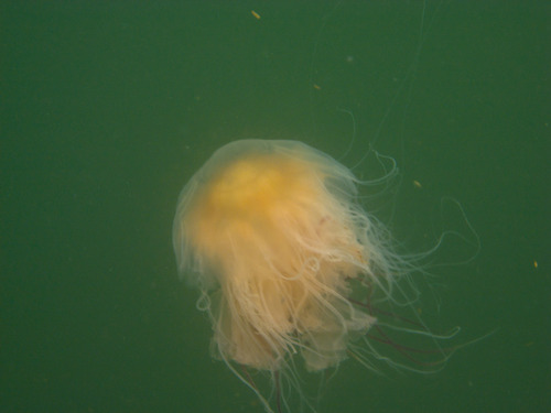 Lion's Mane Jelly, photo 6 of 8