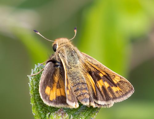Fiery Skipper, photo 5 of 8