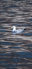 Larus delawarensis