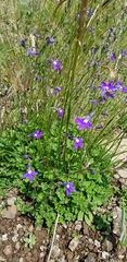 Lobelia preslii