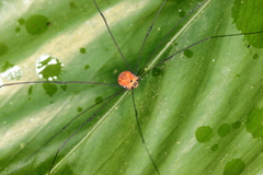 Sclerosomatidae