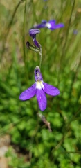 Lobelia preslii