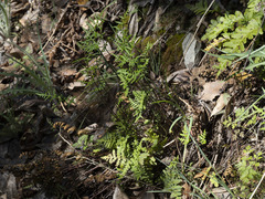 Pentagramma triangularis triangularis