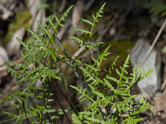 Pentagramma triangularis triangularis