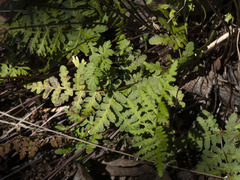 Pentagramma triangularis triangularis