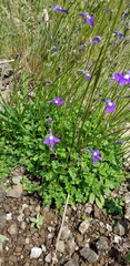 Lobelia preslii