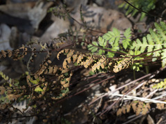 Pentagramma triangularis triangularis