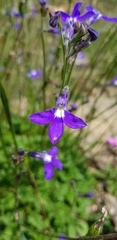 Lobelia preslii
