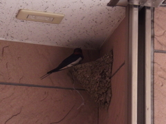 Hirundo rustica