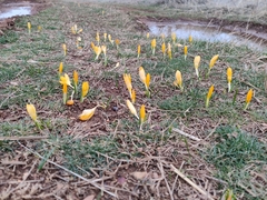 Crocus