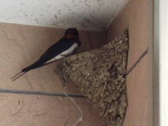 Hirundo rustica