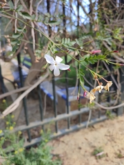 Jasminum officinale